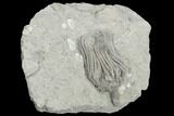 Crinoid (Platycrinites) Fossil - Crawfordsville, Indiana #125916-1
